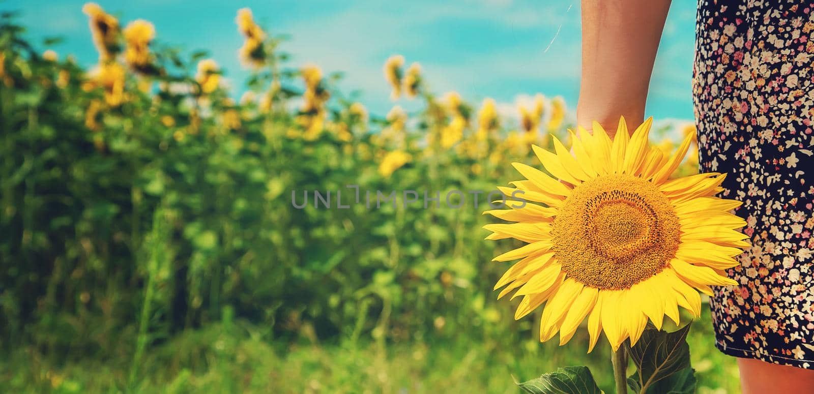 Girl with a sunflower in her hands. Selective focus. nature.