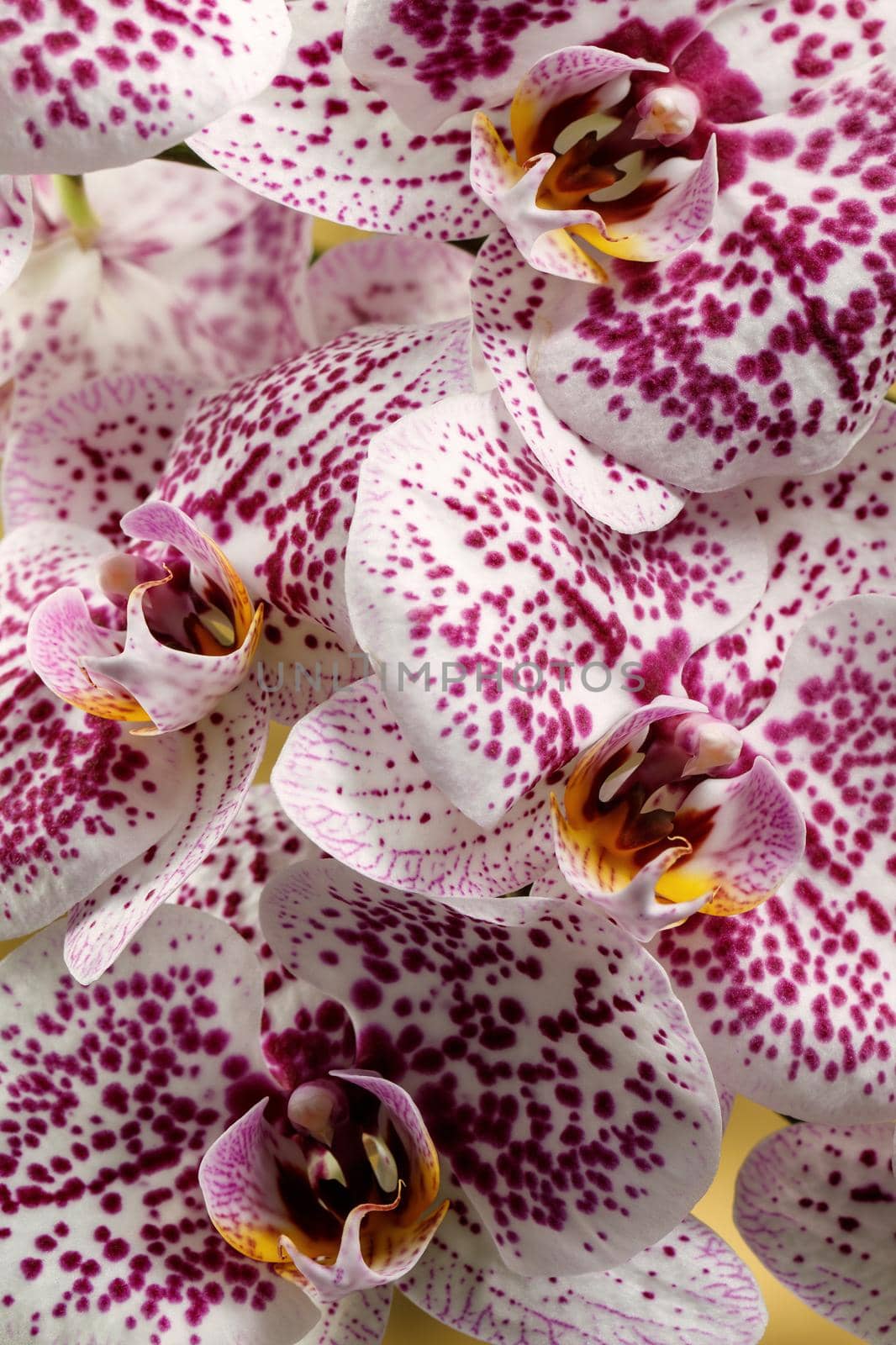 Purple orchid in full bloom full frame vertical photo in close up. by Lincikas