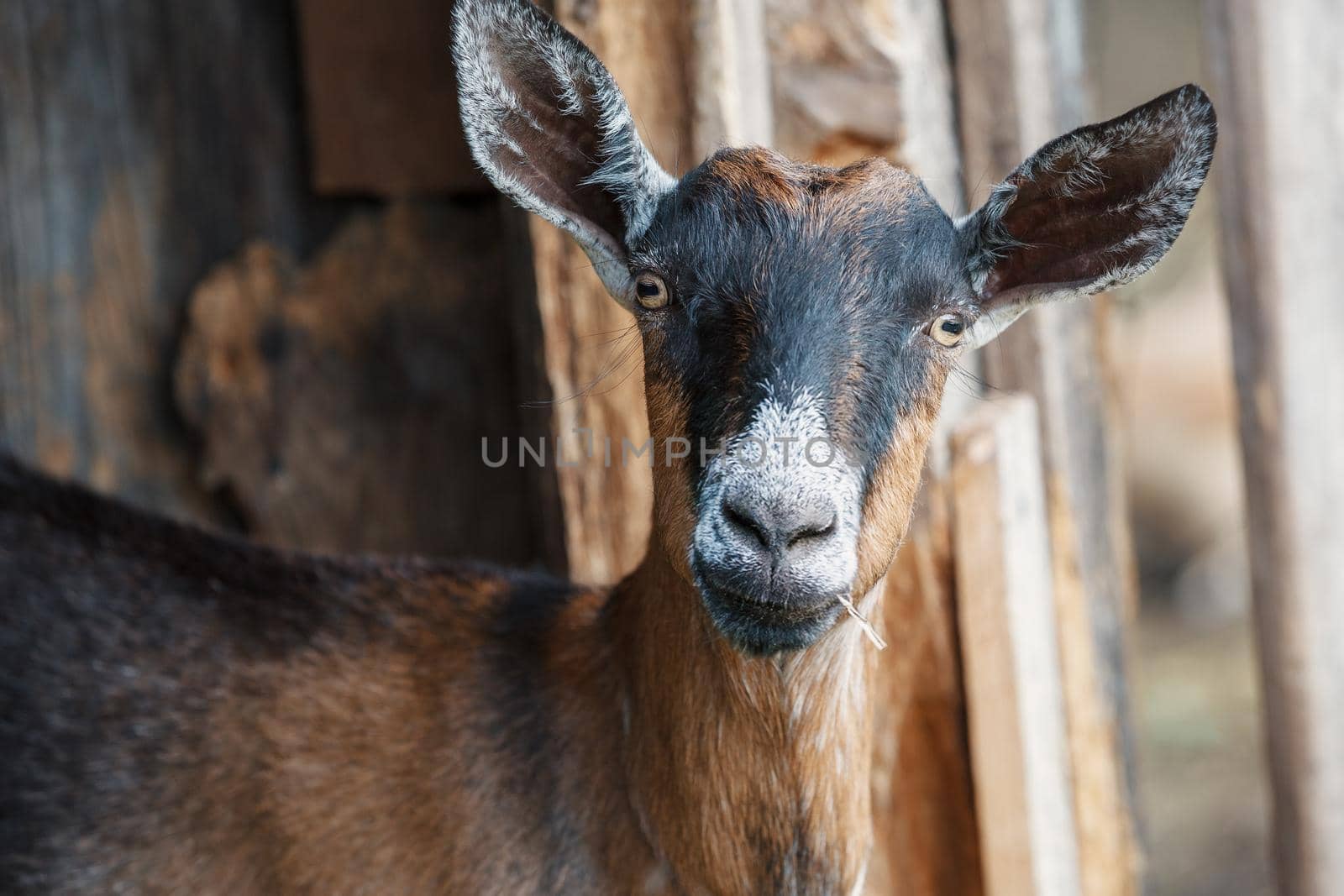 A close-up portrait of a young brown and black goat with straw in his mouth