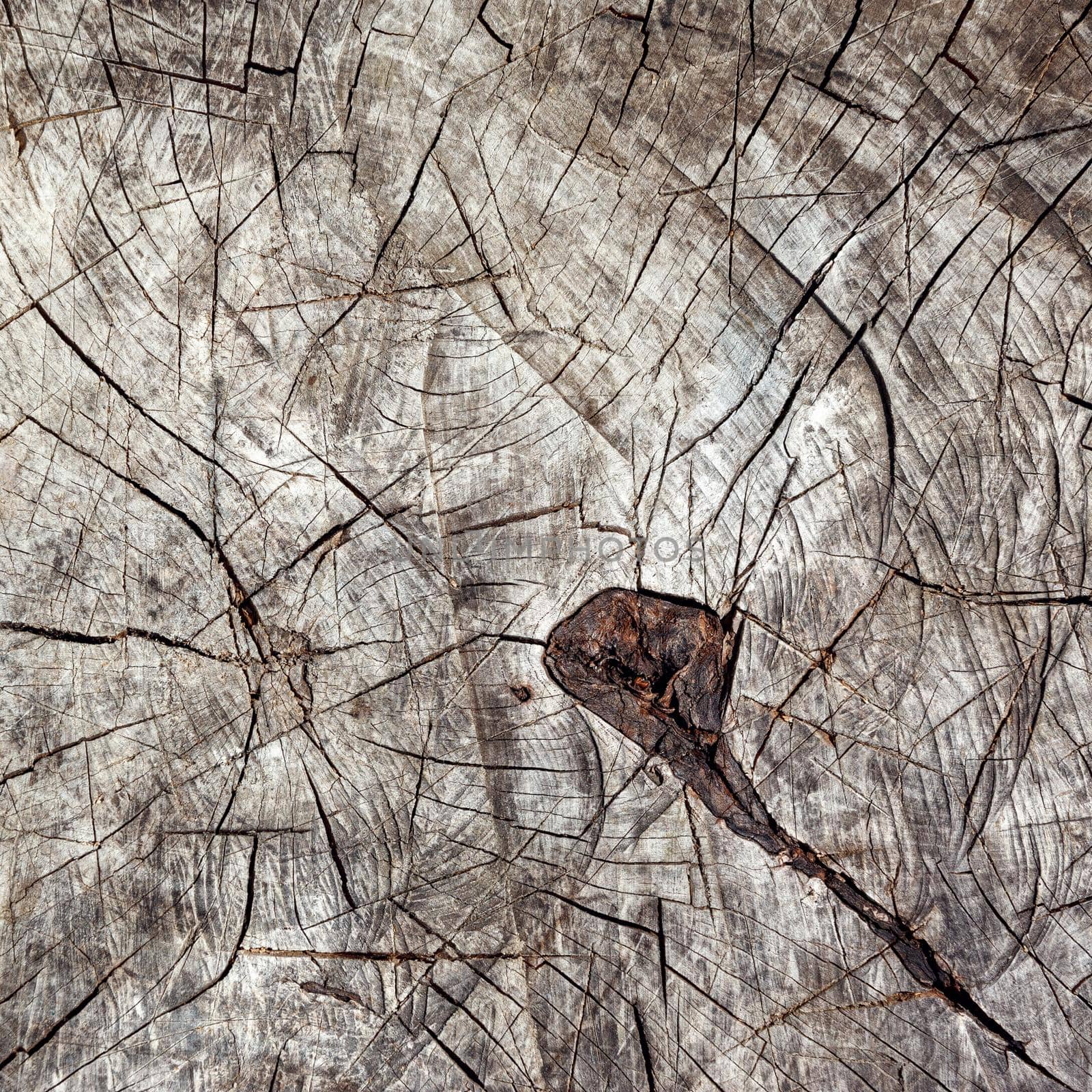Directly above view of tree stump cracks in old dried oak stump. by Lincikas