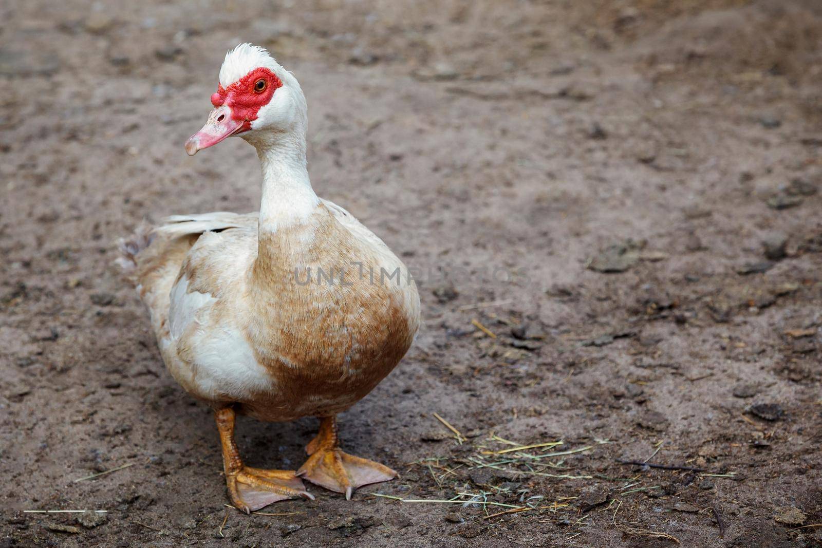 A brownish-white musky village duck poses against a brown ground background