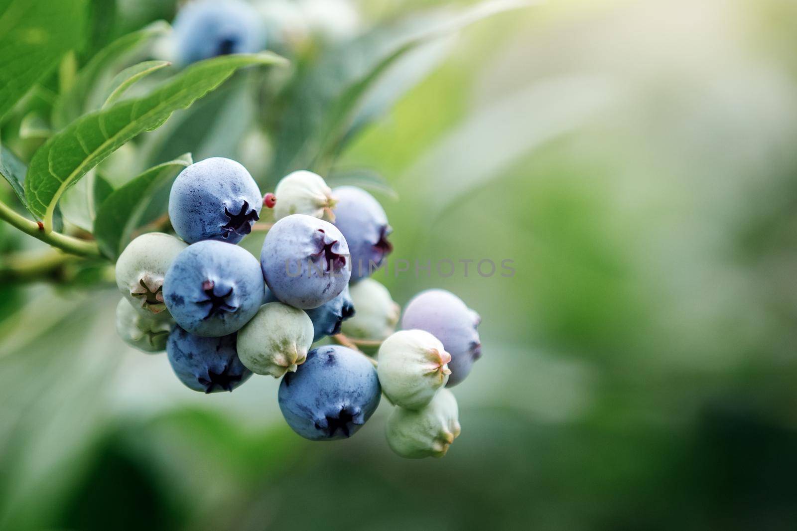 Fresh Organic Blueberries on the bush. close up by Lincikas