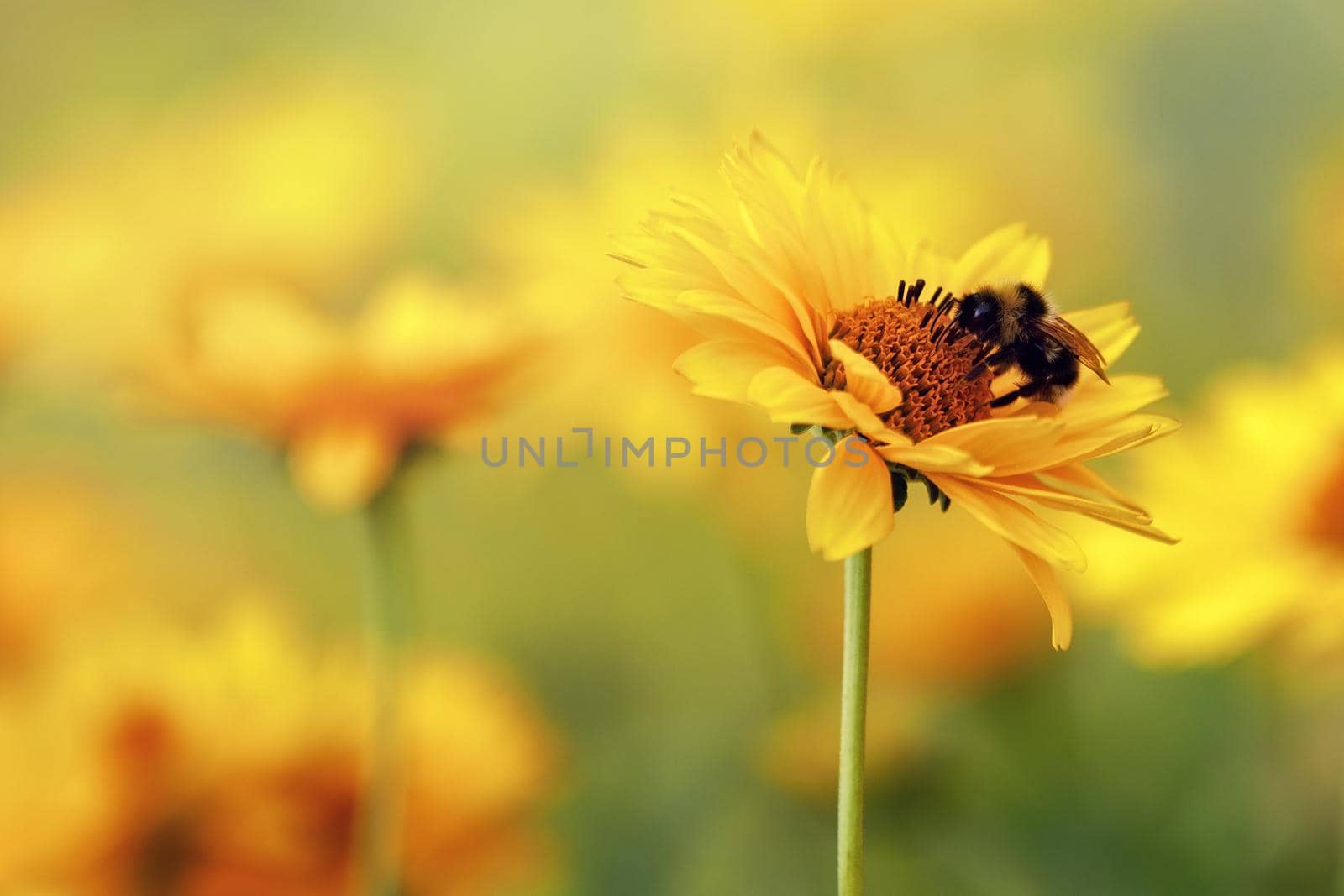 Yellow coneflower echinacea with a bumblebee close-up. Sunny yellow blurred bokeh in background. by Lincikas