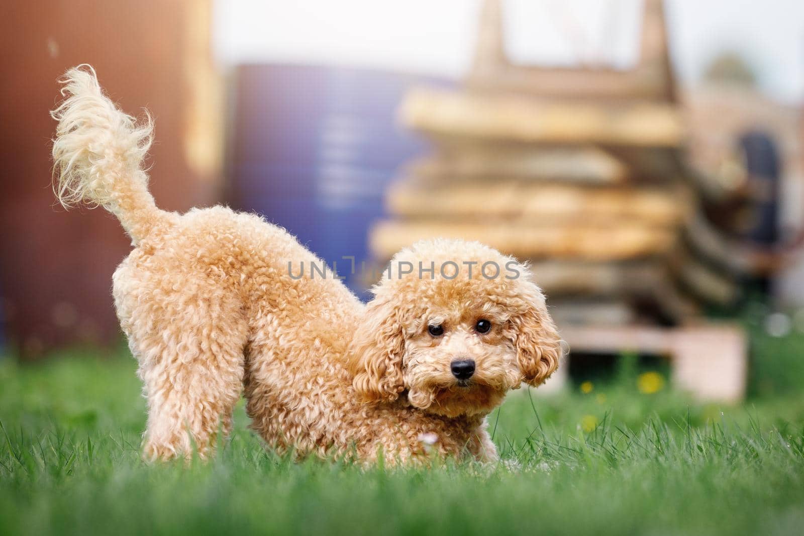 A cute light brown puppy plays mischievously in the backyard of a private house.