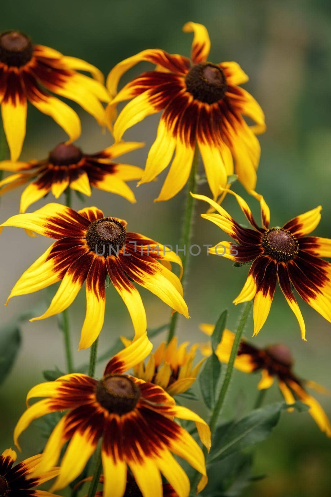 Floral background with bright yellow daisies on natural background. Rudbeckia in the garden. Yellow-brown flowers with outstanding seed at the center of a dark color by Lincikas