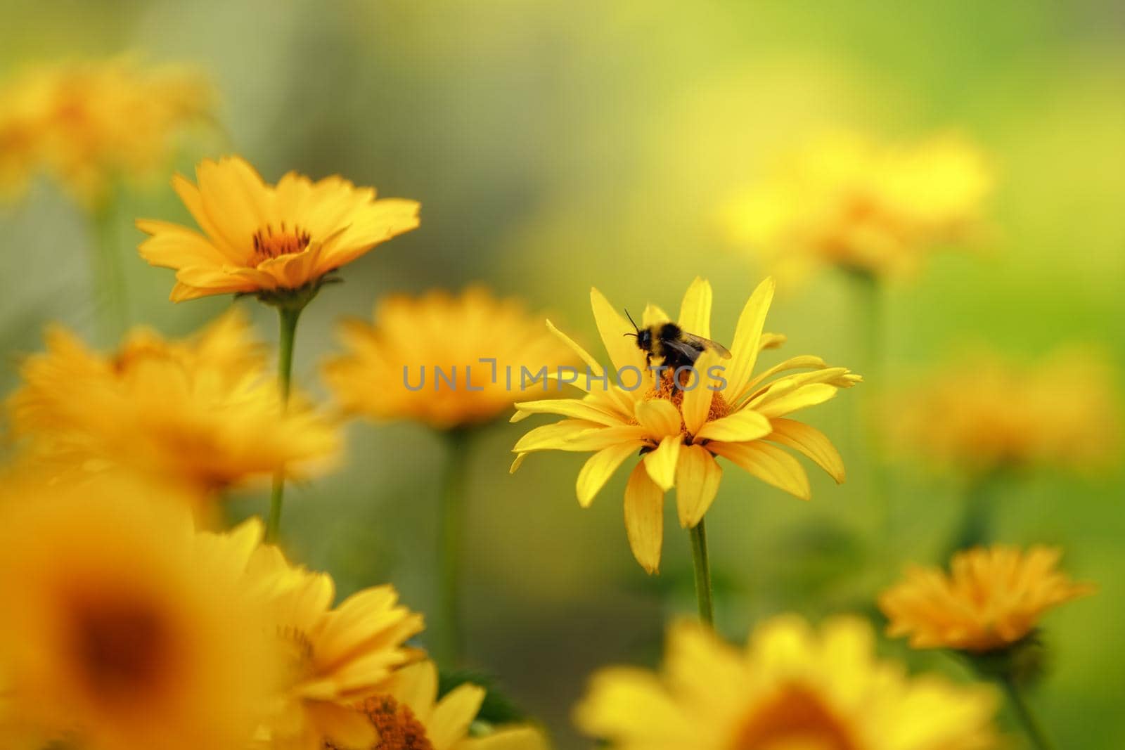 Abstract photo of a blurred background of a yellow flower field. Bumblebee on the flower. by Lincikas