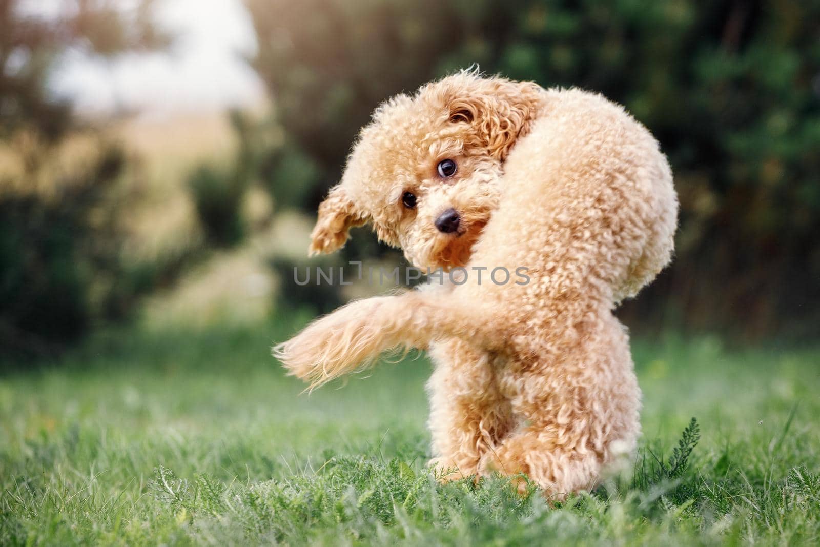 A little puppy of a peach poodle in a beautiful green meadow is happily running and turns abruptly. A fun photo of a naughty little dog, with free space for text.