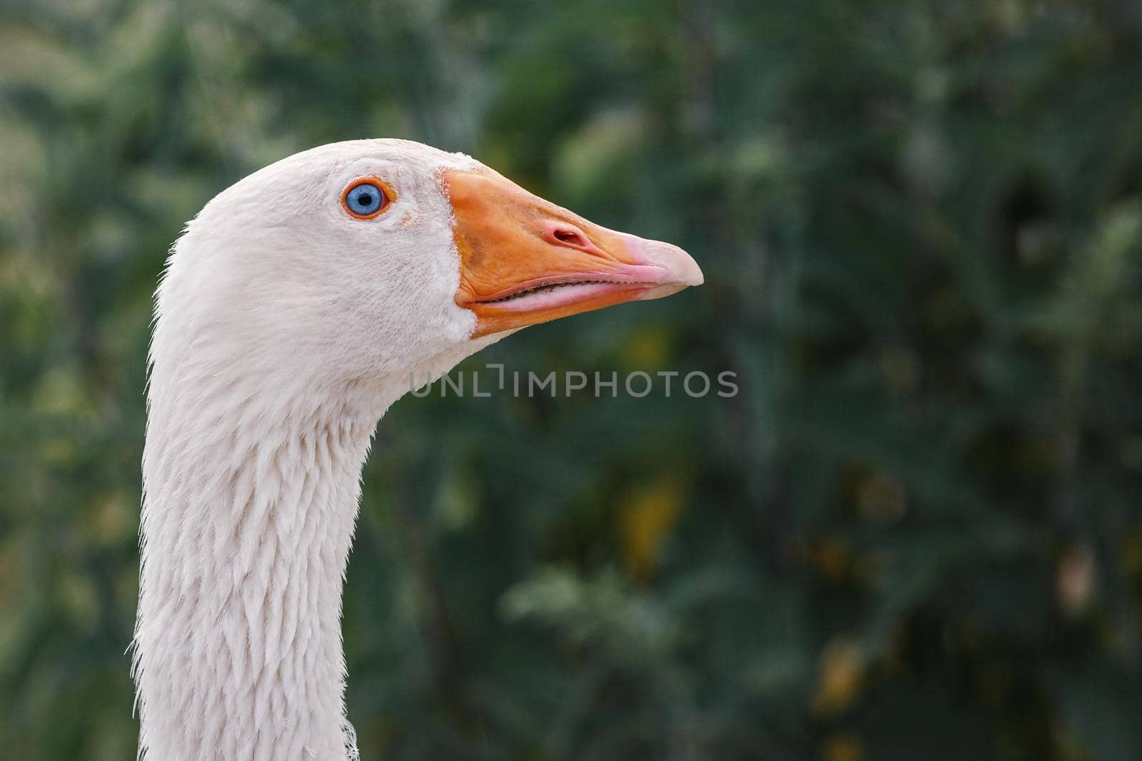 Close-up portrait of a domestic white goose on a dark background. Agriculture concept. by Lincikas