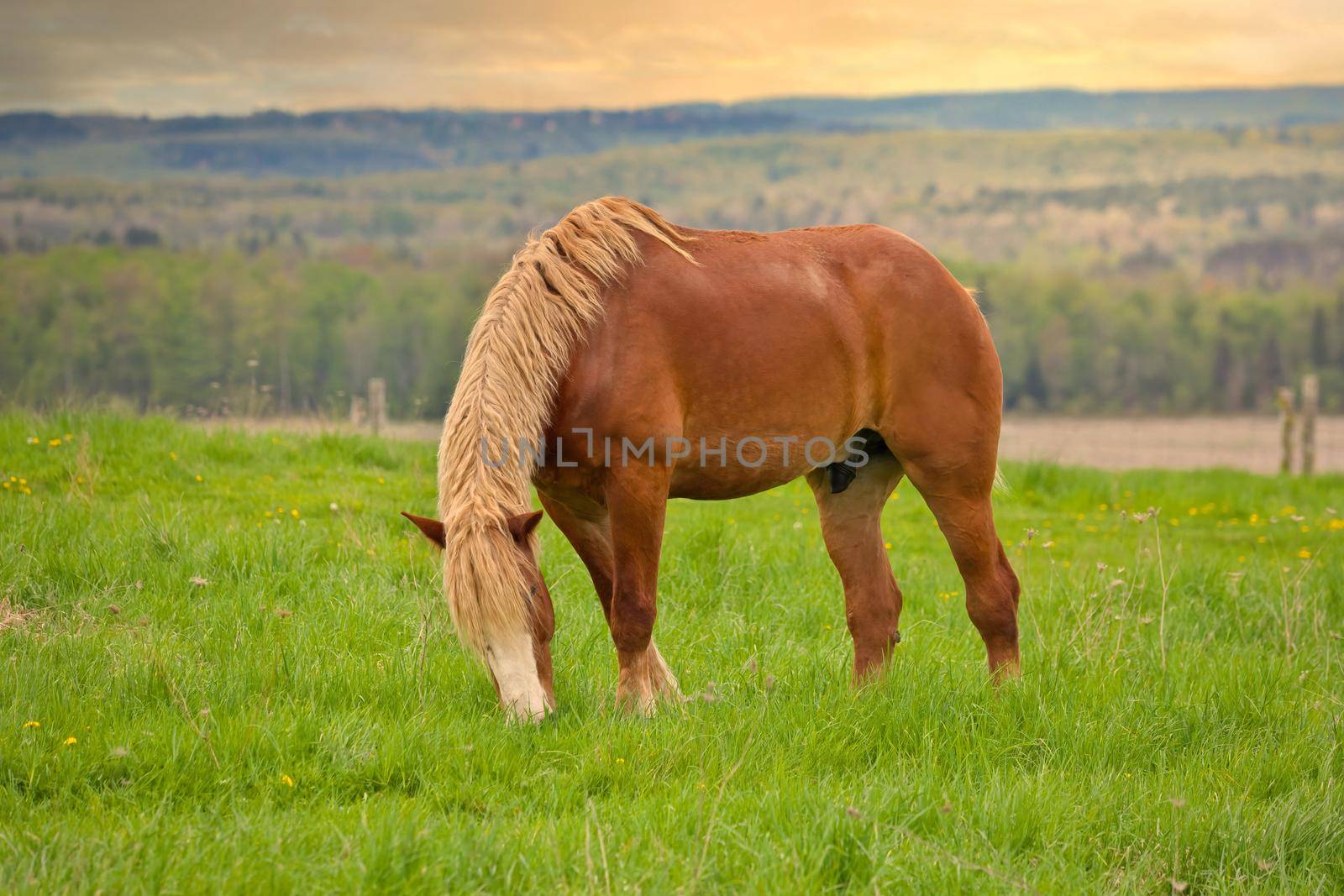 A Male Flaxen Chestnut Horse Stallion Colt Grazing in a Pasture Meadow with a Golden Sunset. High quality photo