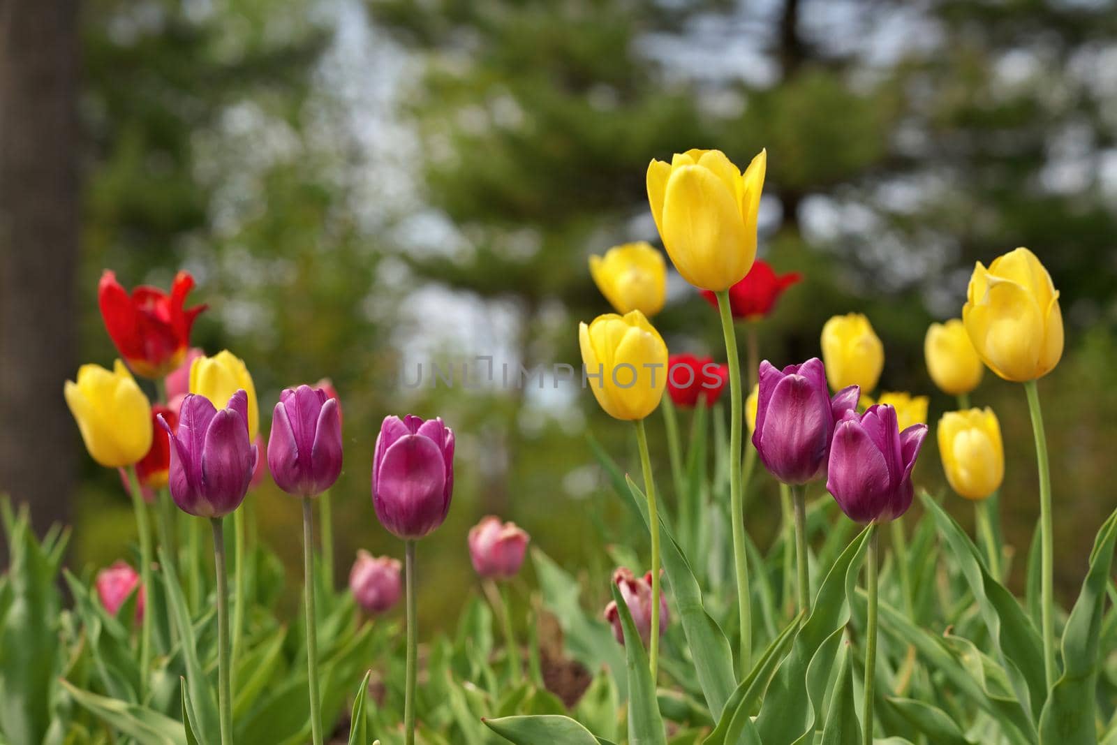 Multi Colored Tulips With Shallow Depth of Field and Creamy Bokeh Background. High quality photo