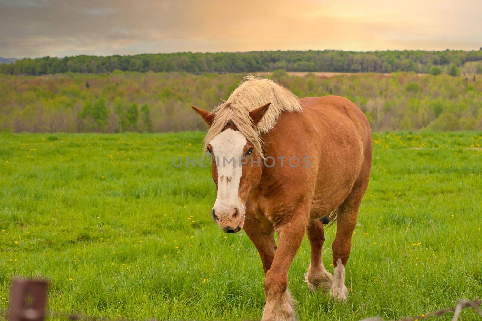A Male Flaxen Chestnut Horse Stallion Colt Walking Through a Pasture Meadow between grazing with a Golden Sunset. High quality photo