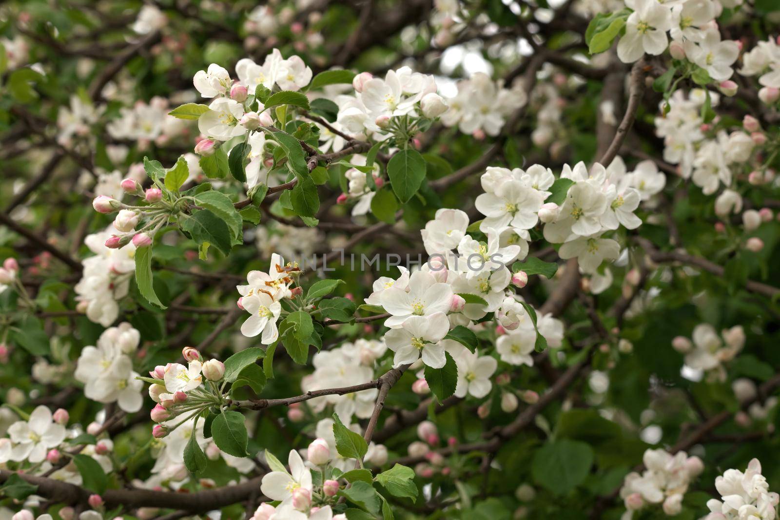 Close-up branch of apple blossom on a sunny spring day by markvandam