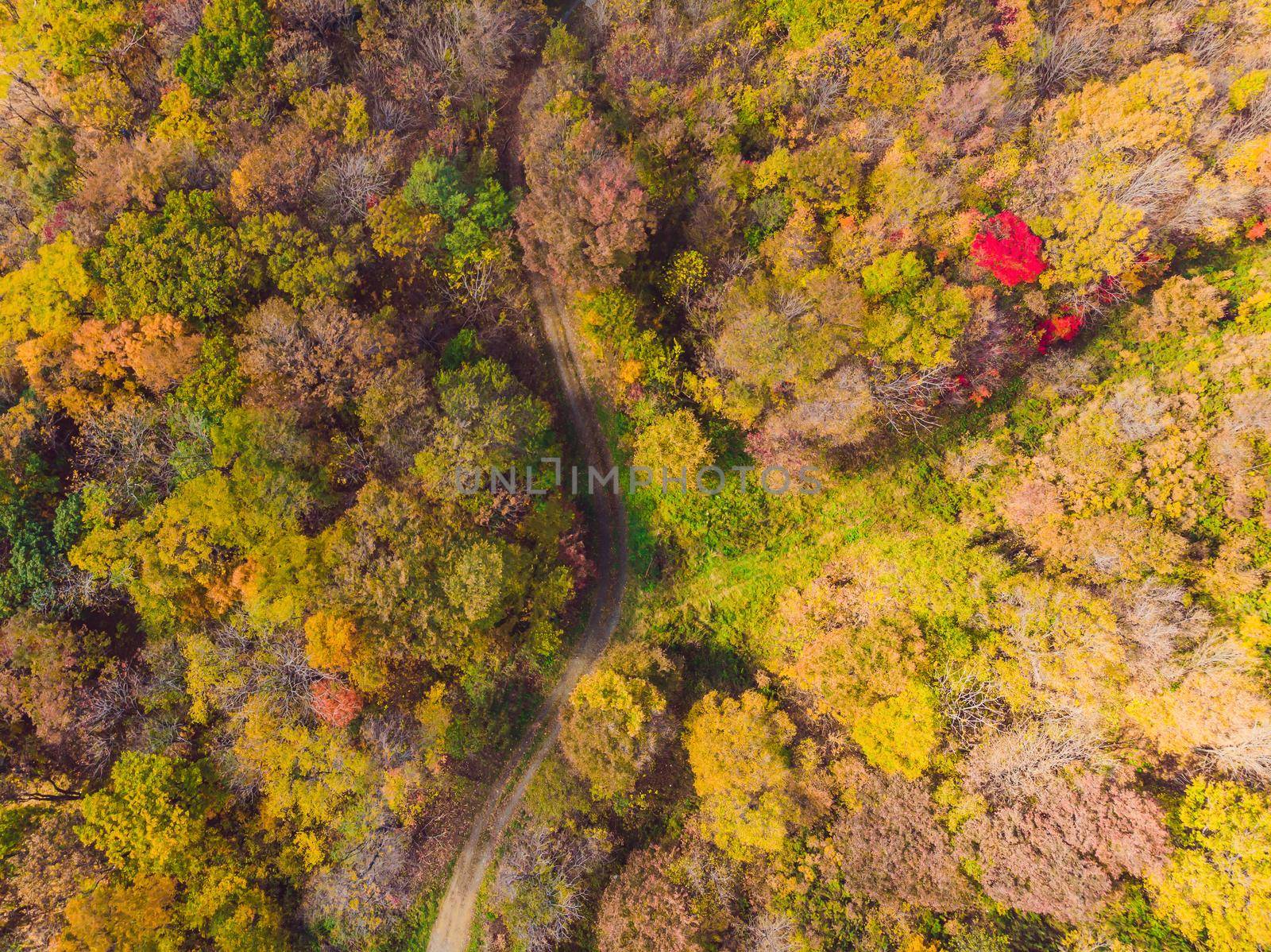 Aerial top down view of autumn forest with green and yellow trees. Mixed deciduous and coniferous forest. Beautiful fall scenery.