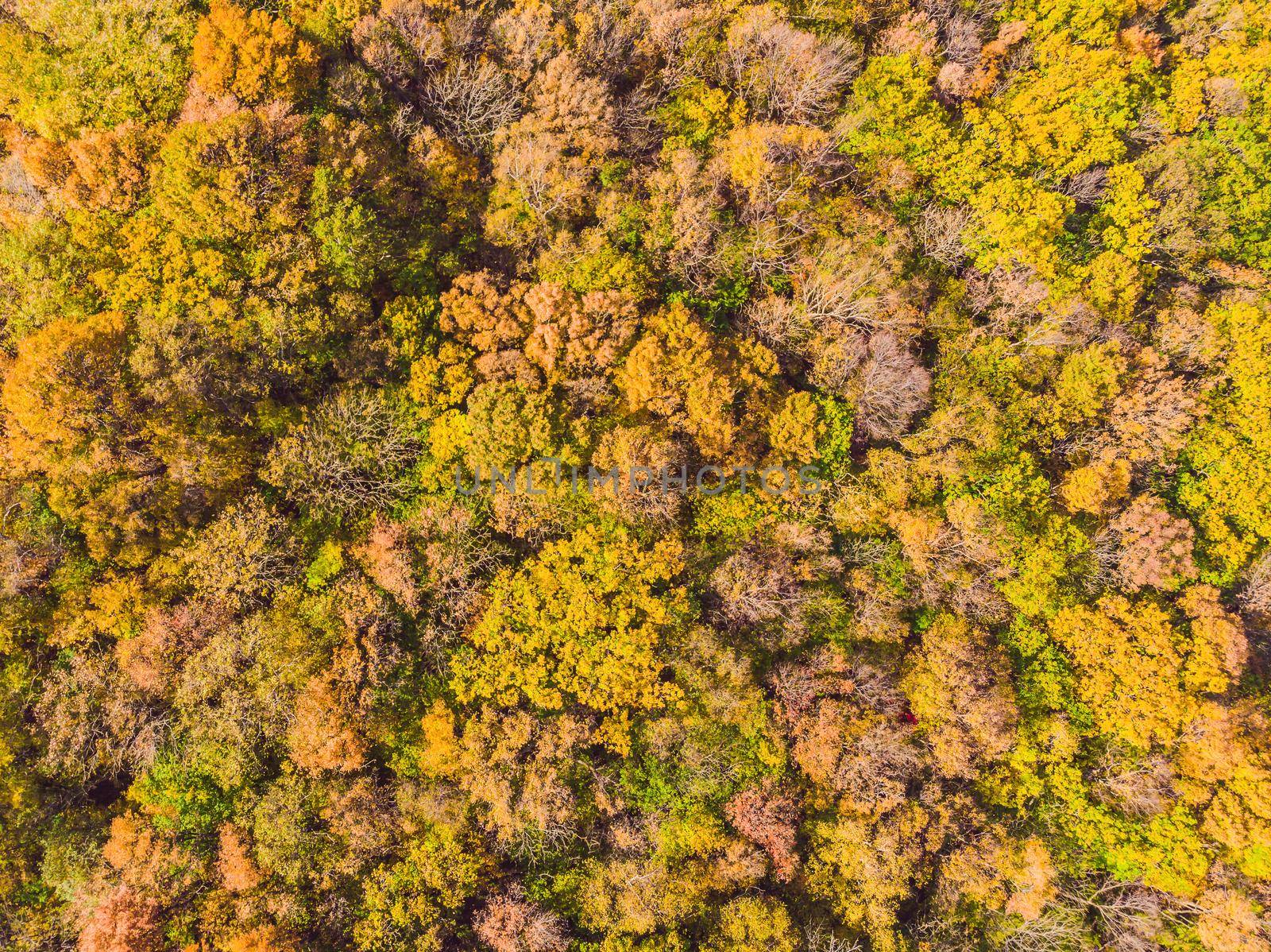 Aerial top down view of autumn forest with green and yellow trees. Mixed deciduous and coniferous forest. Beautiful fall scenery.