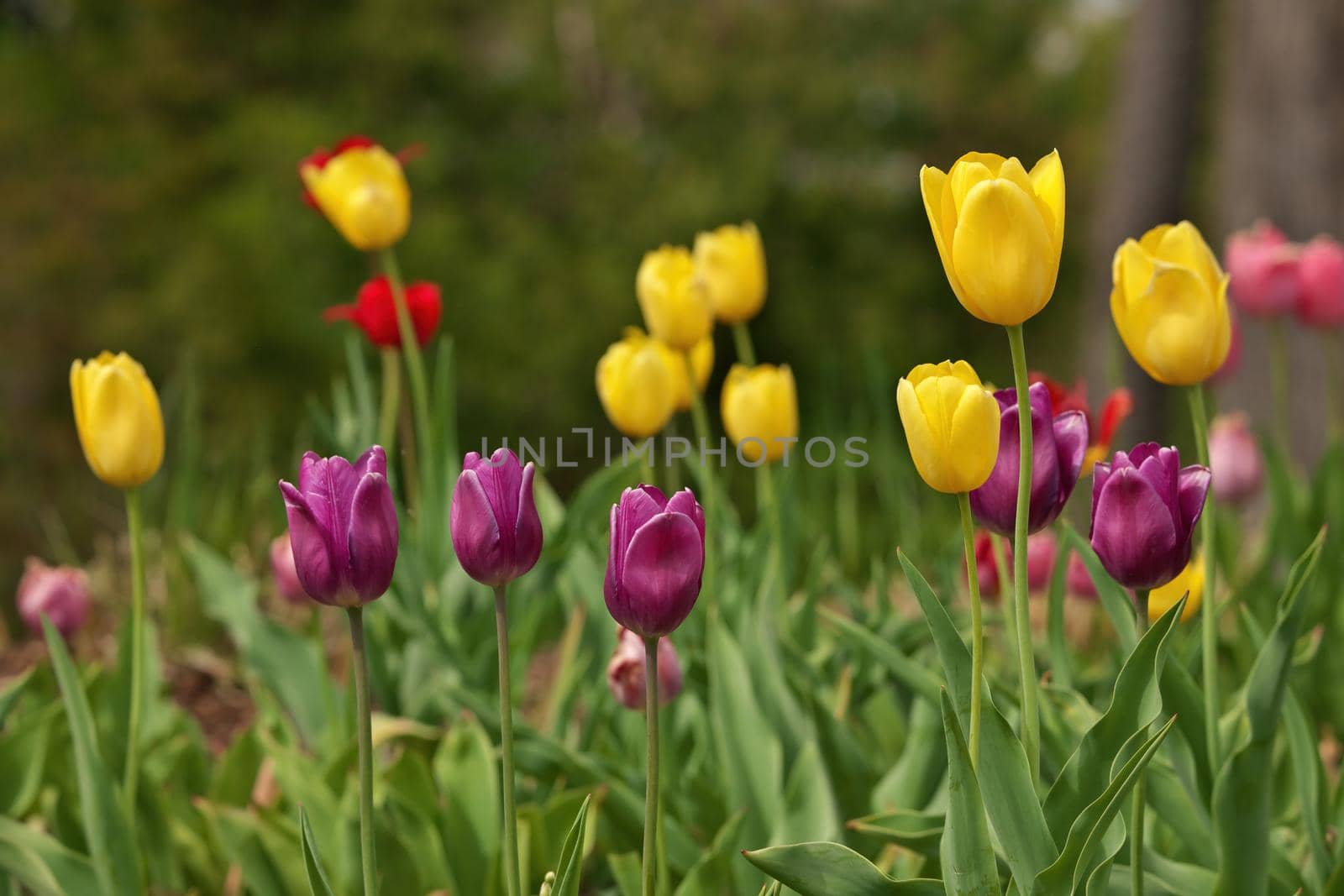 Multi Colored Tulips With Shallow Depth of Field and Creamy Bokeh Background. High quality photo