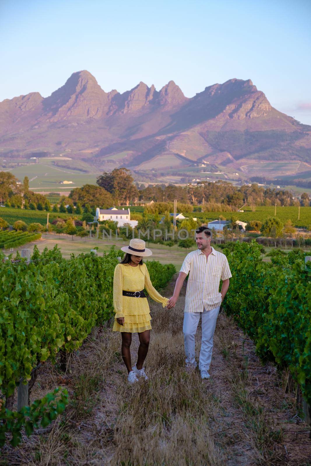 Vineyard landscape at sunset with mountains in Stellenbosch, near Cape Town, South Africa by fokkebok