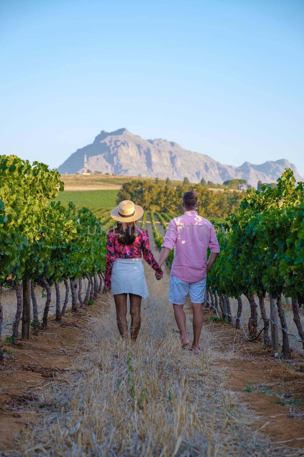 Vineyard landscape at sunset with mountains in Stellenbosch, near Cape Town, South Africa by fokkebok