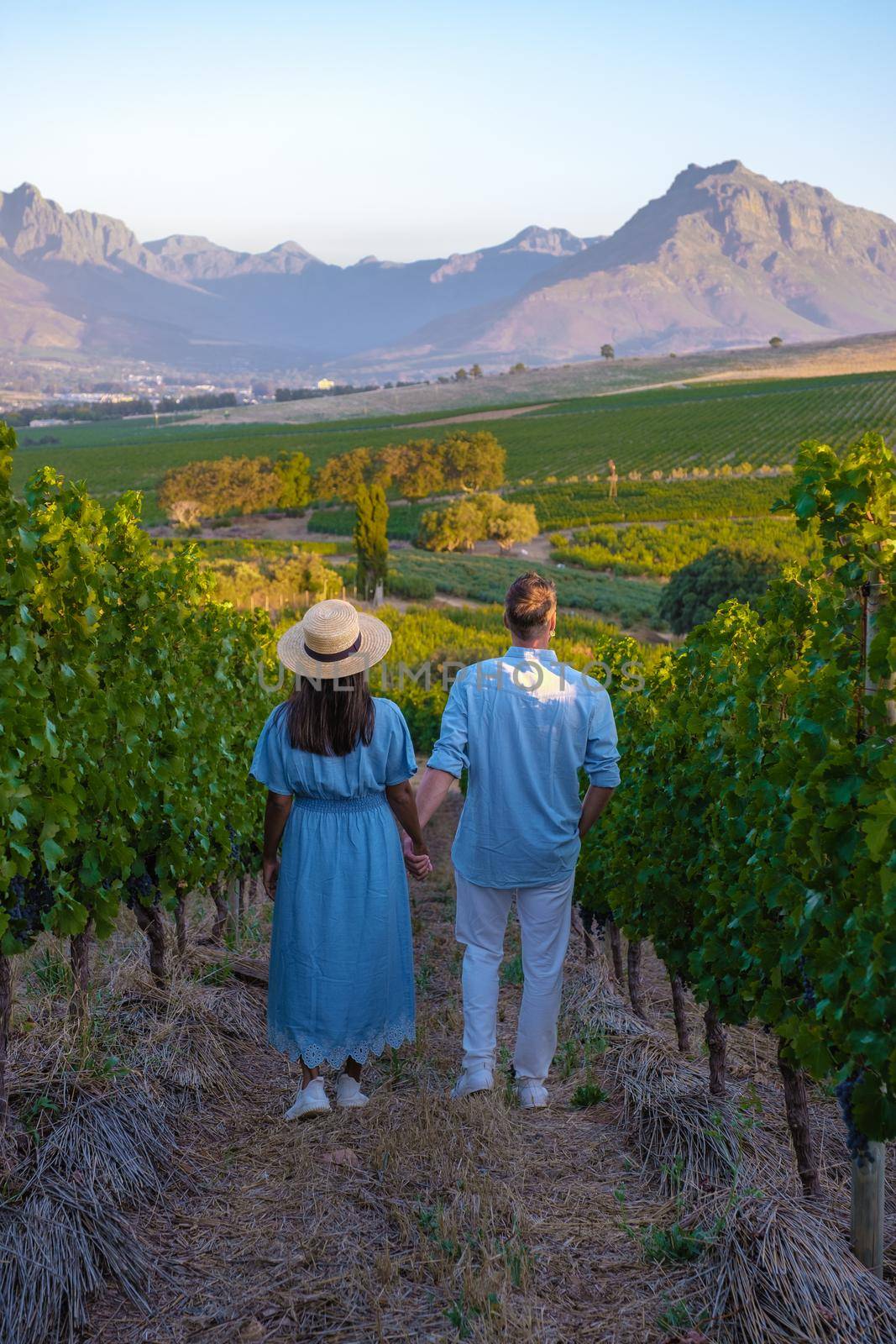 Vineyard landscape at sunset with mountains in Stellenbosch, near Cape Town, South Africa. wine grapes on the vine in a vineyard, couple man and woman walking in Vineyard in Stellenbosch South Africa