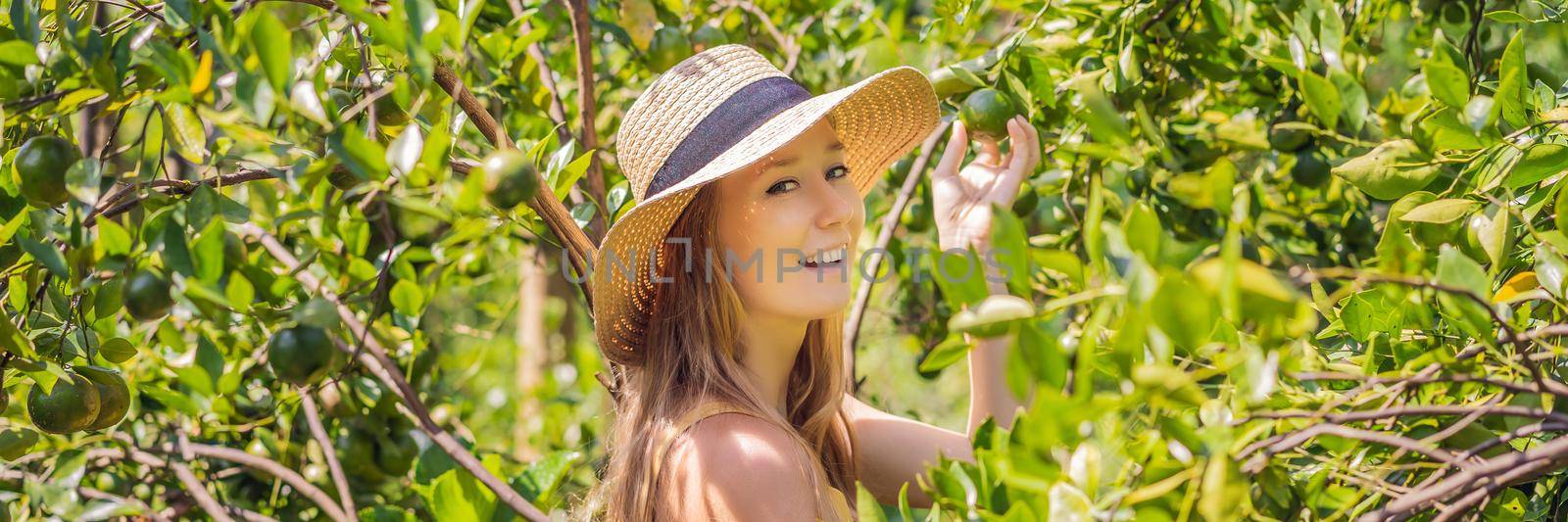 BANNER, LONG FORMAT Portrait of Attractive Farmer Woman is Harvesting Orange in Organic Farm, Cheerful Girl in Happiness Emotion While Reaping Oranges in The Garden, Agriculture and Plantation Concept by galitskaya