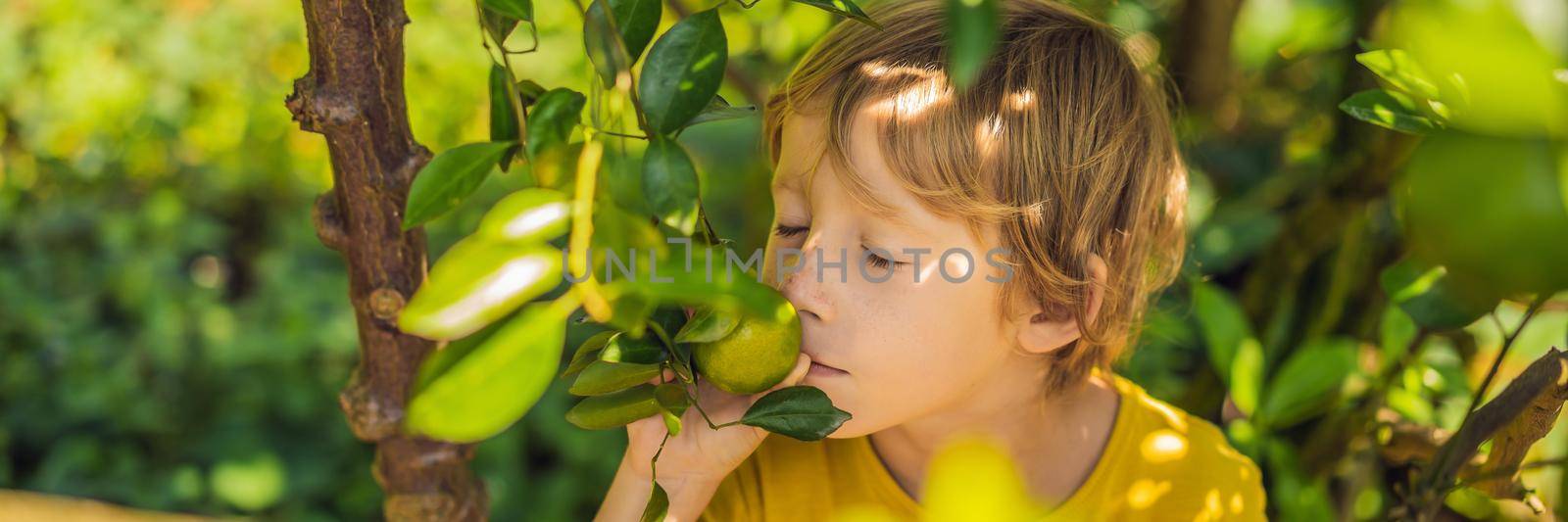 Cute boy in the garden collects tangerines. BANNER, LONG FORMAT