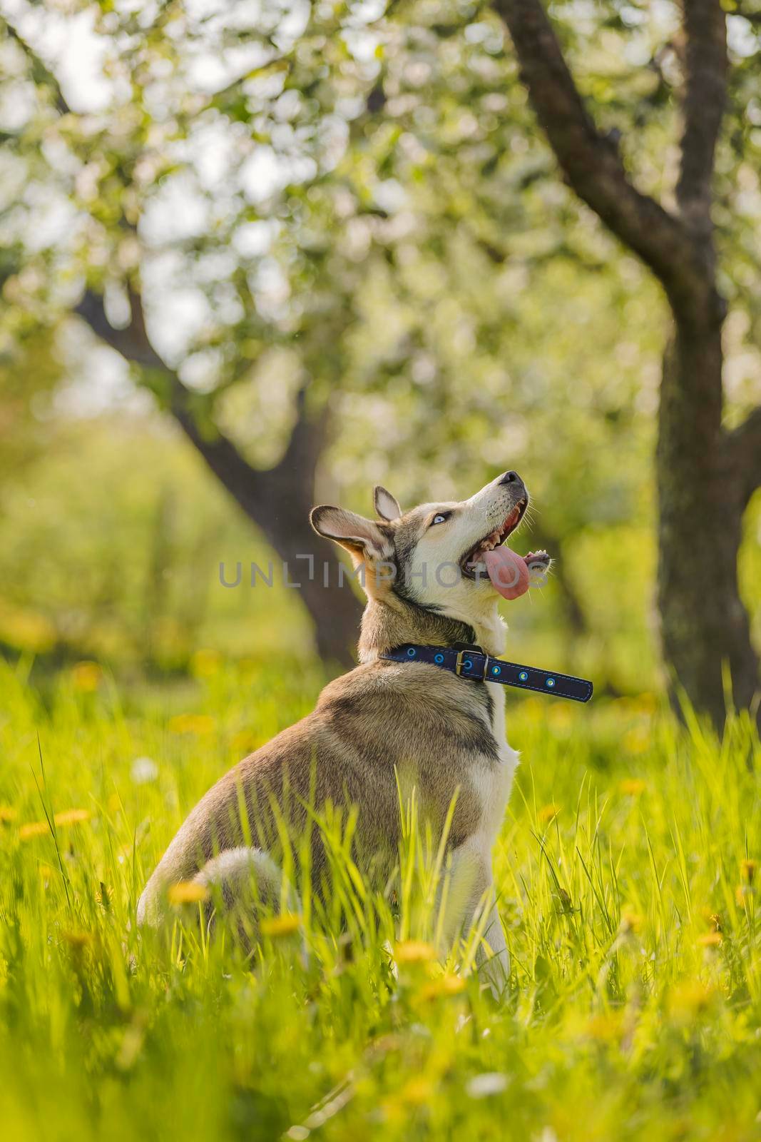 close-up portrait of a dog sitting in the grass