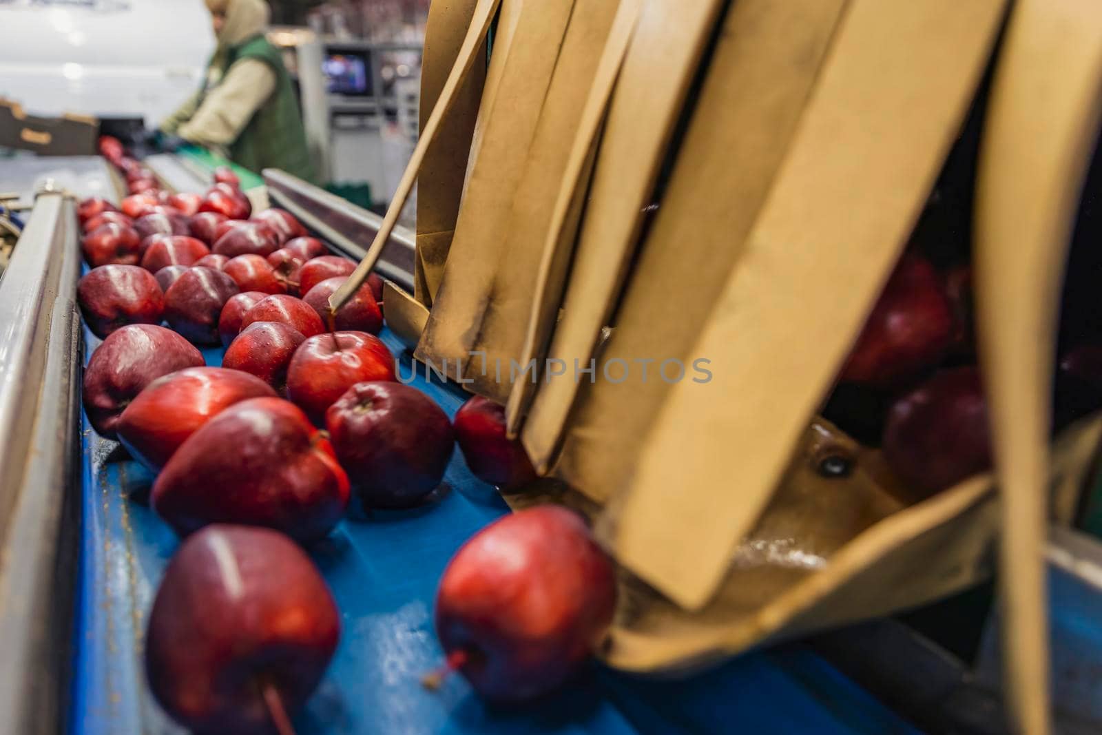 red apples on the automatic lines of the enterprise