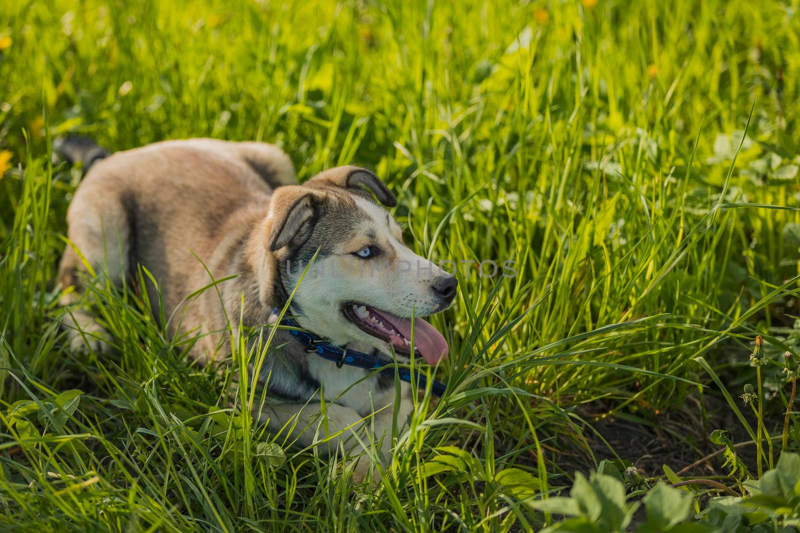 close-up portrait of a dog sitting in the grass