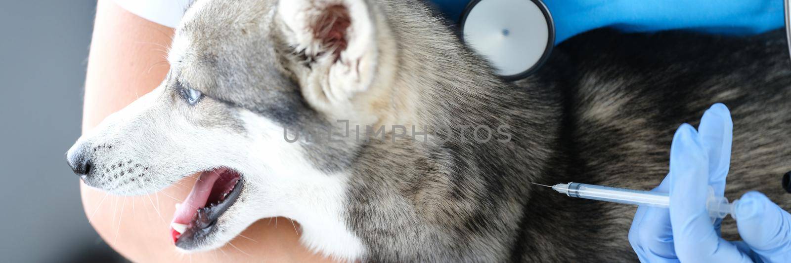 Doctor veterinarian giving injection to dog in clinic. Pet vaccination concept