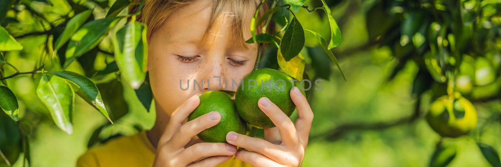 Cute boy in the garden collects tangerines BANNER, LONG FORMAT by galitskaya