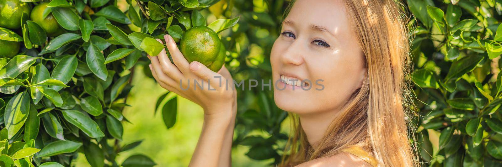 BANNER, LONG FORMAT Portrait of Attractive Farmer Woman is Harvesting Orange in Organic Farm, Cheerful Girl in Happiness Emotion While Reaping Oranges in The Garden, Agriculture and Plantation Concept.