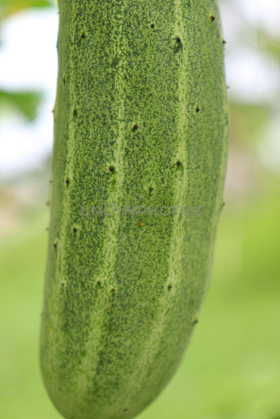 tasty and healthy fresh cucumber on tree in farm for harvest