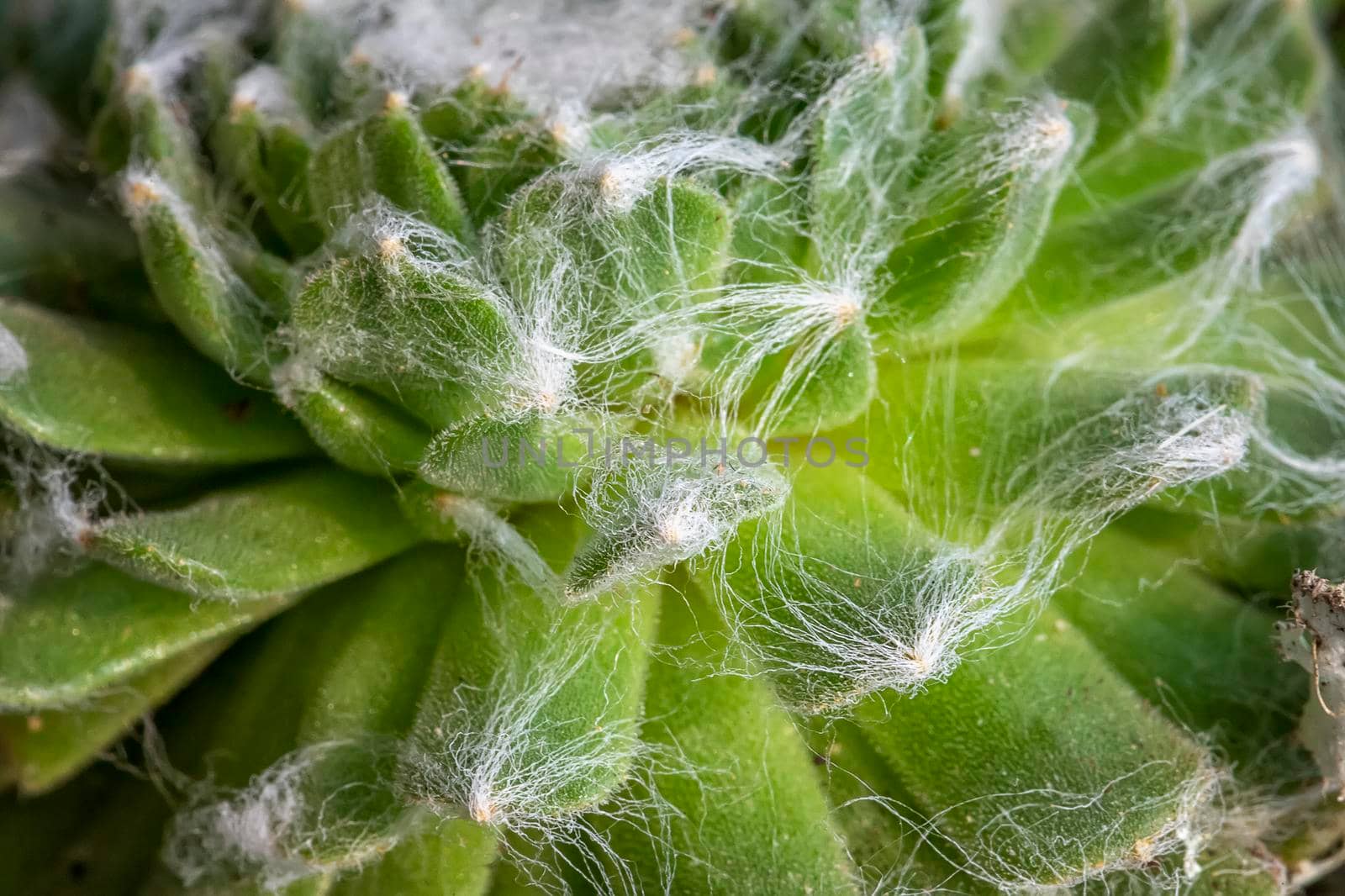 Cactus leaves, detailed close up photo, white threads between leaves visible