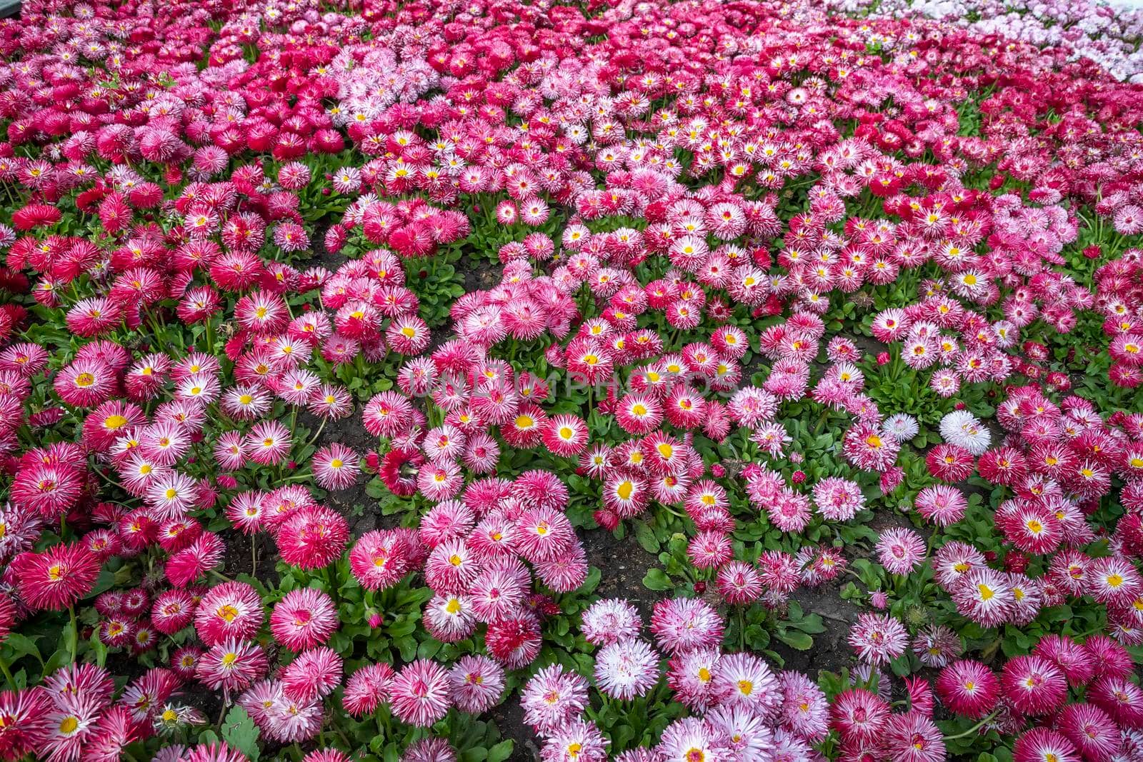 Carpet of mixed colorful flowers of Common Daisy- Monstrosa. Corsican Bellis Perennis Flower.