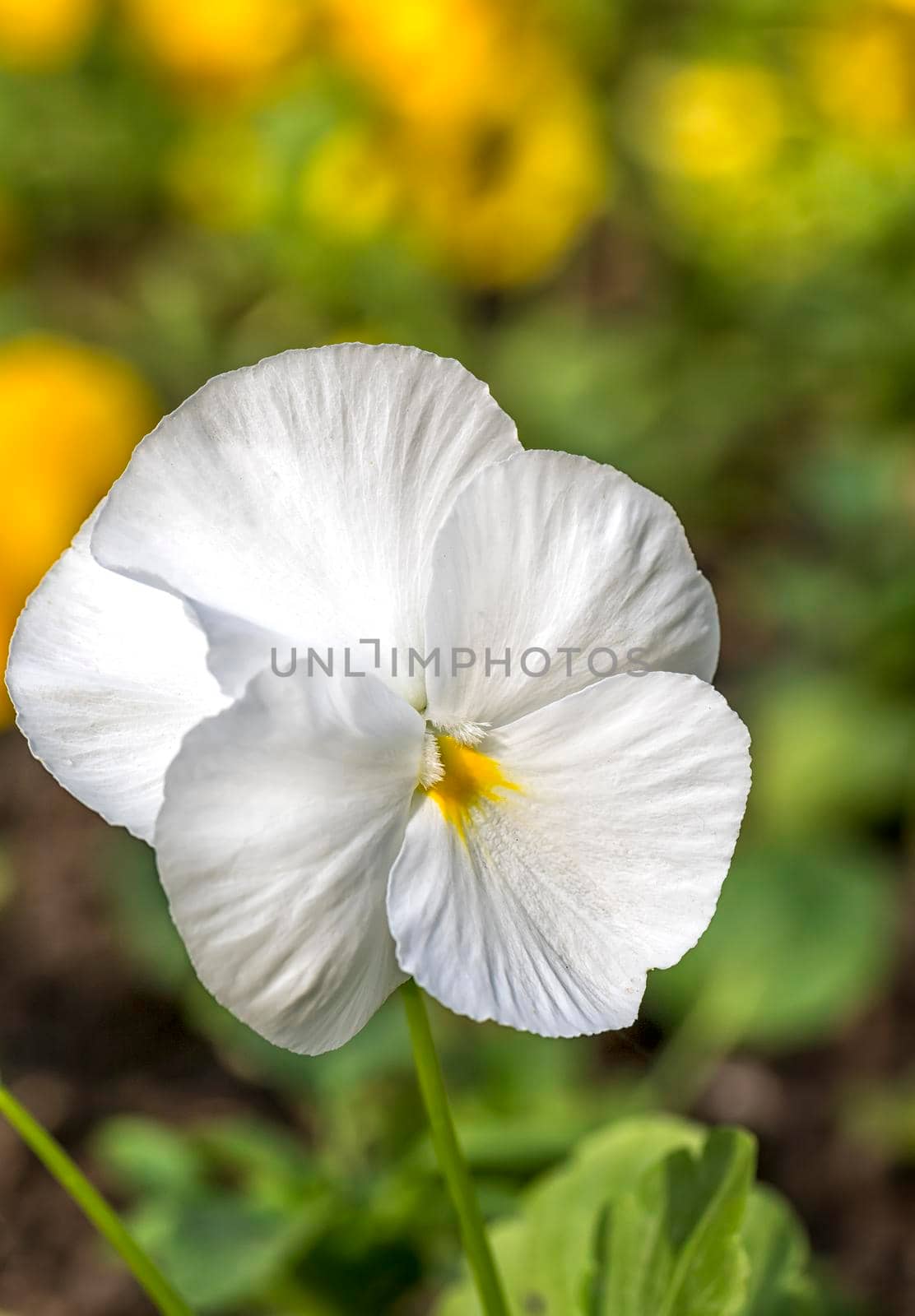Beauty white viola flower spring on a sunny day. Vertical view