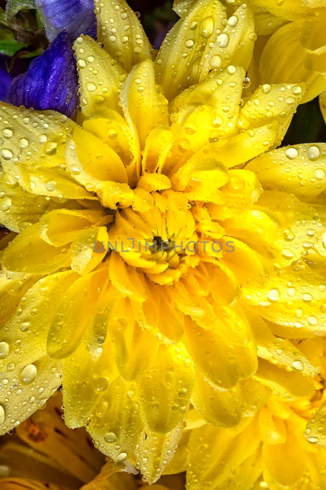 A close view of a beautiful yellow chrysanthemum flower with water drops.Vertical view
