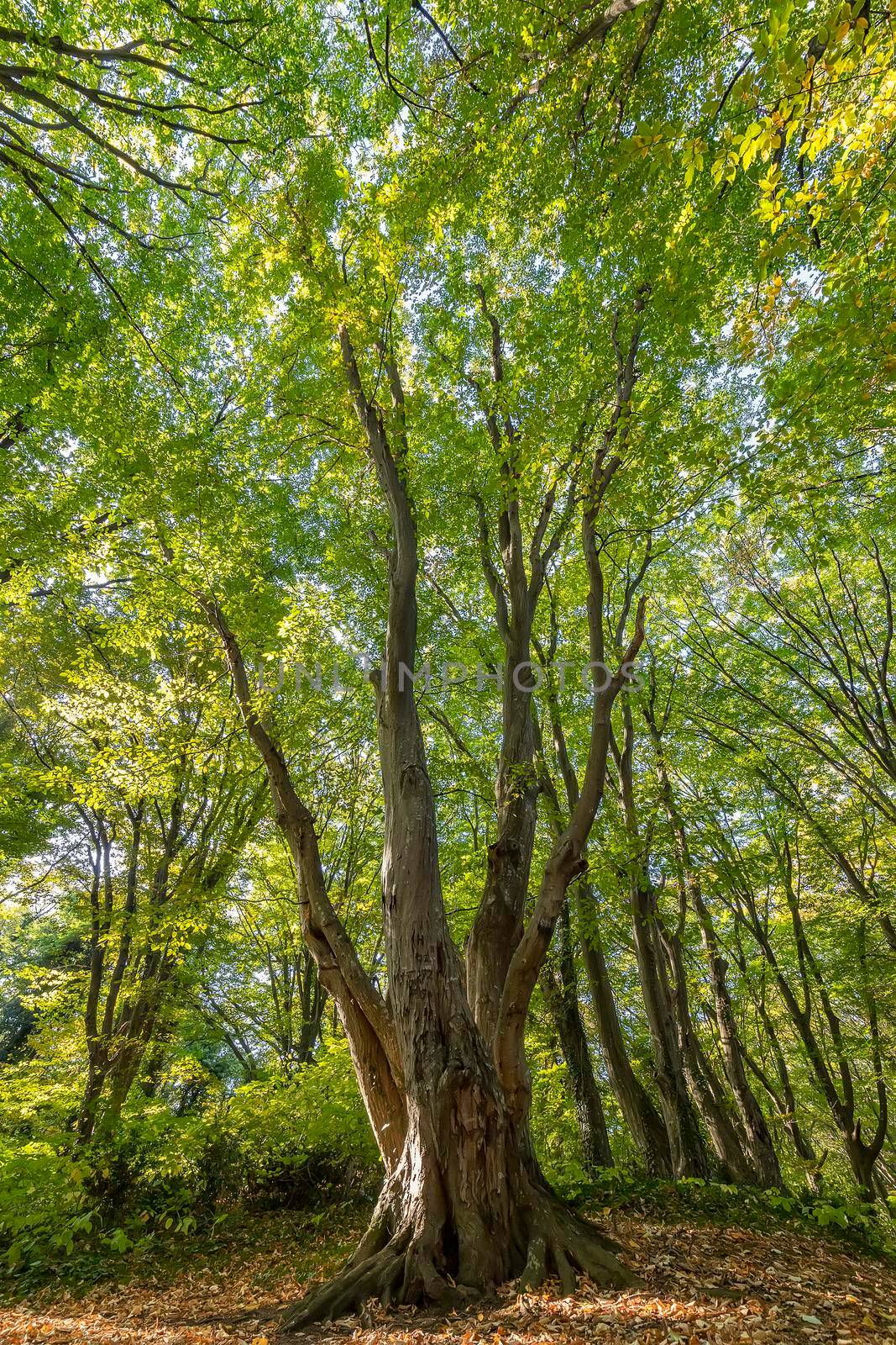 Beautiful big old tree with green leaves in the forest. Vertical view by EdVal