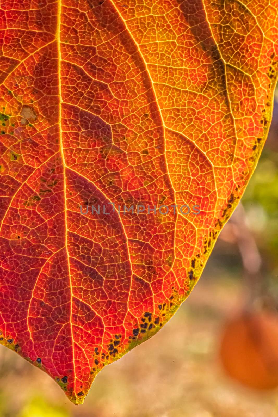 Detailed colorful leaf in autumn of the persimmon tree. Vertical view