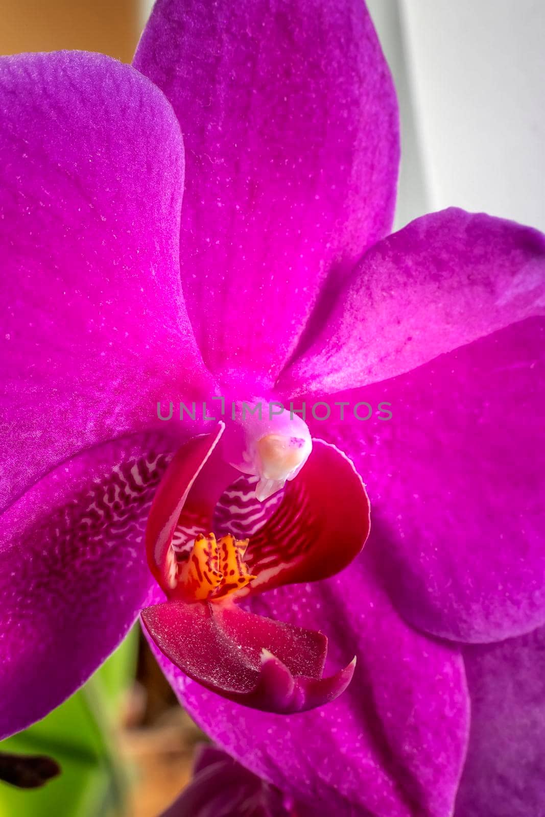 Beautiful blooming red orchid flowers close up. Vertical view by EdVal