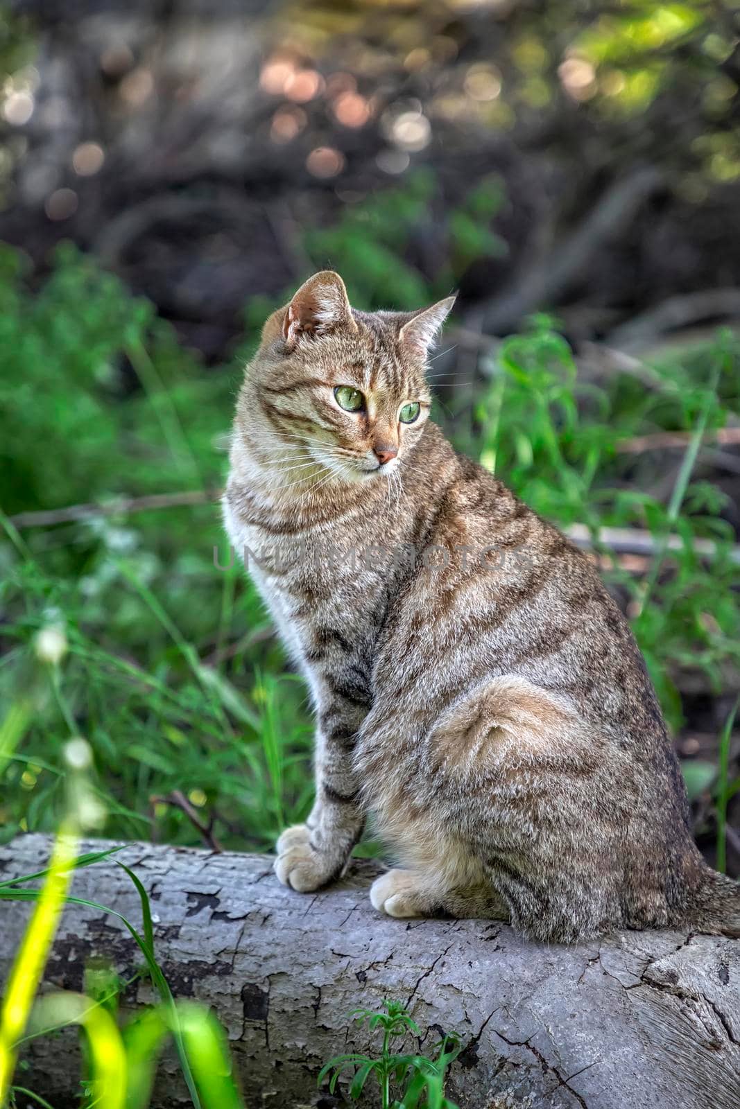 Portrait of beauty wild cat with green eyes in the forest. Vertical view by EdVal