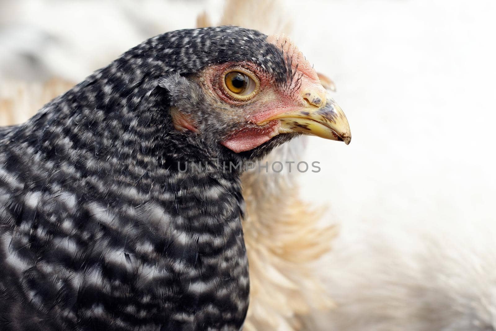 Free range, black speckled chicken portrait in a farm at summer time. Concept, birds care in traditional farm, organic poultry and eggs.