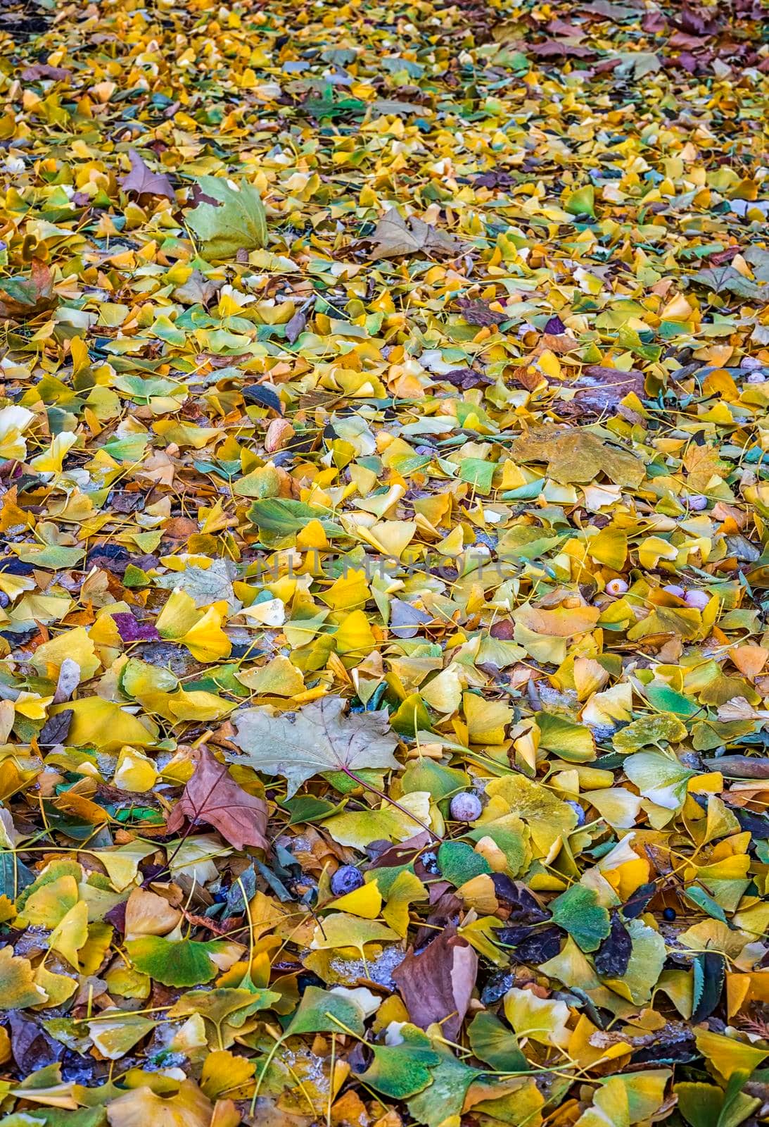 Autumn landscape - fallen colorful autumn leaves in a park. The selective focus in the foreground.