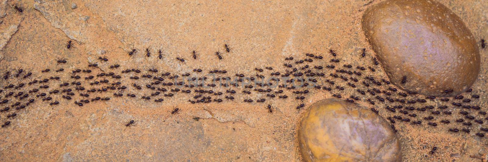 Background, ants running, ants cord, many ants fast on dirt road BANNER, LONG FORMAT by galitskaya