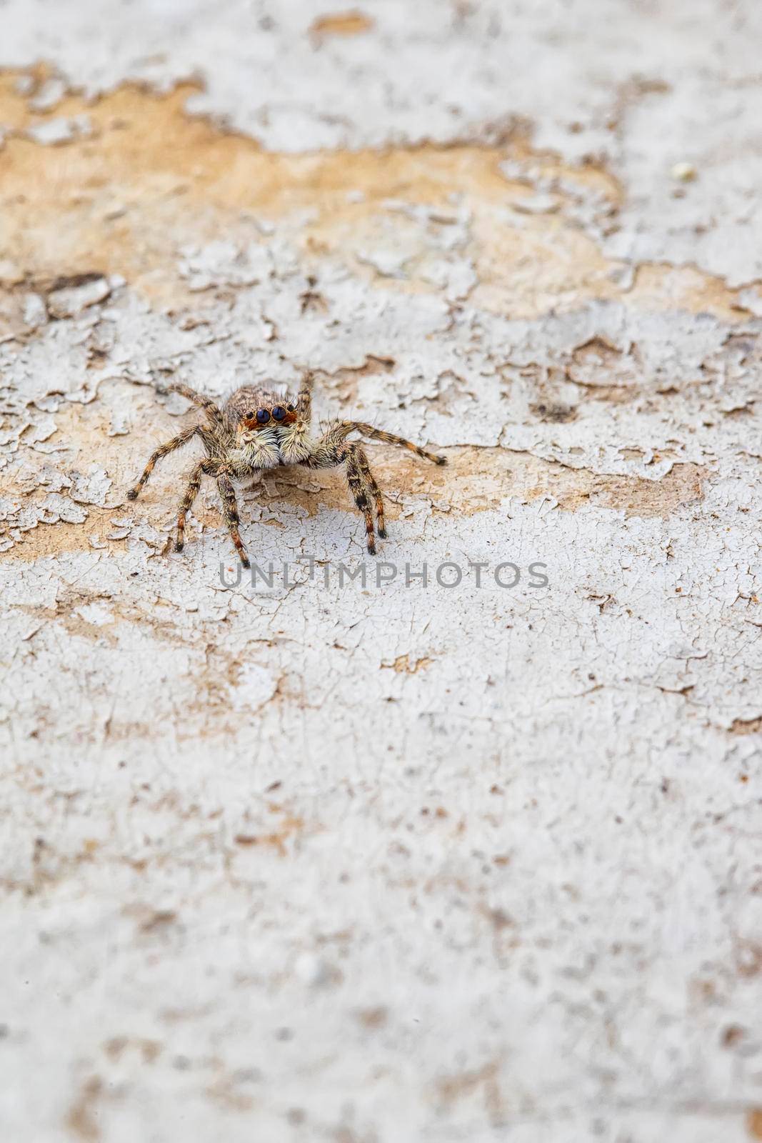 macro image of a jumping spider. Close up shot animal and insect. Vertical view