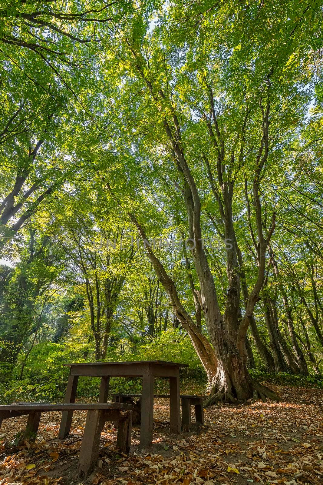 wooden benches and table in the beautiful forest for rest.Vertical view by EdVal