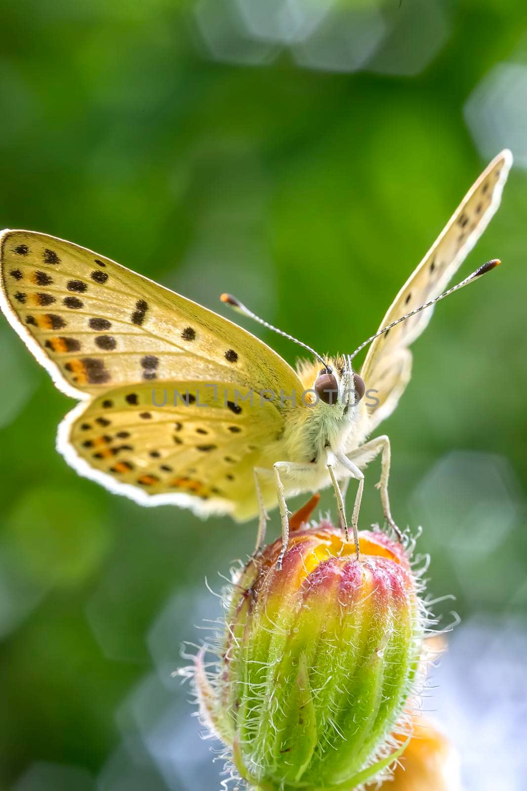 Amazing macro of a butterfly on a flower bud with green background. Vertical view by EdVal