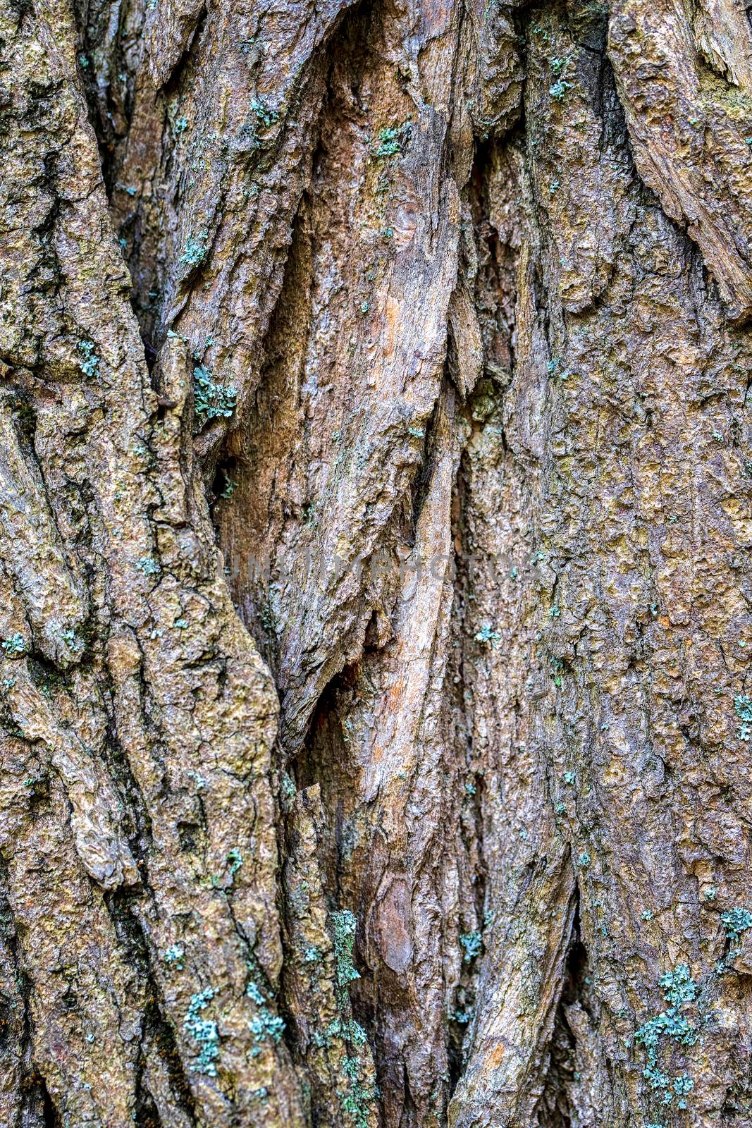 Part of a tree in daylight. The invoice for designers. Tree and its structure bark texture.  by EdVal