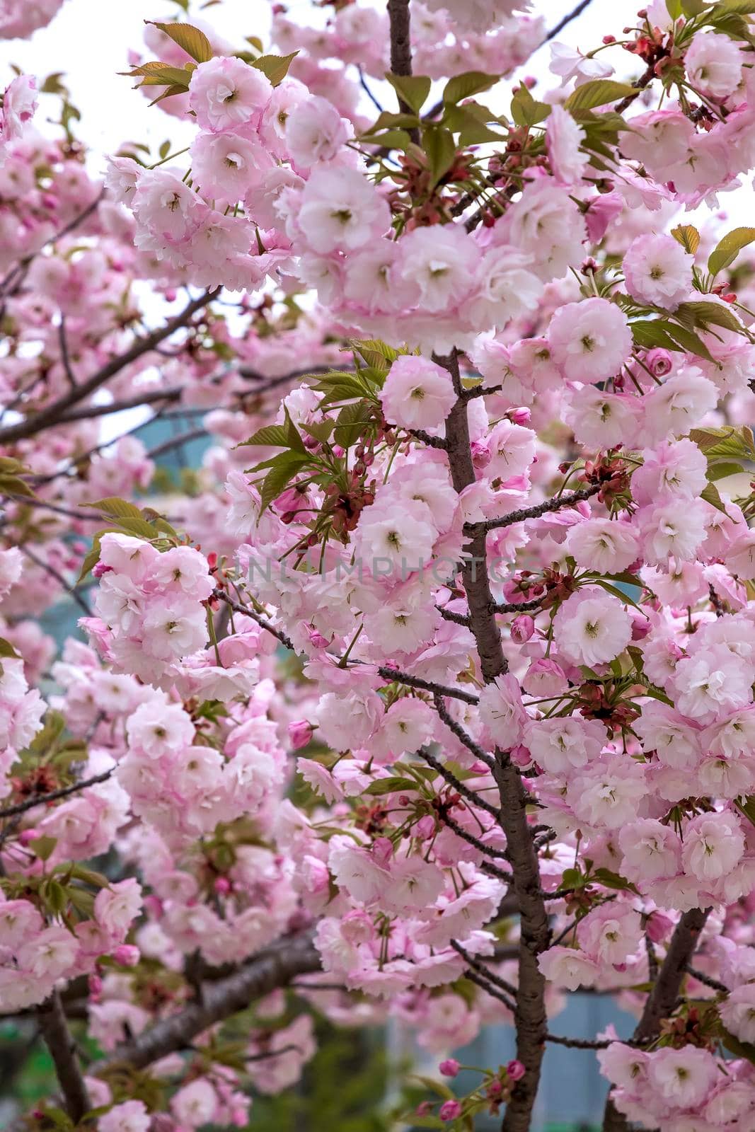 Beautiful gentle colors of Cherry blossoming tree. Sakura. Prunus serrulata. Yaezakura. Vertical view