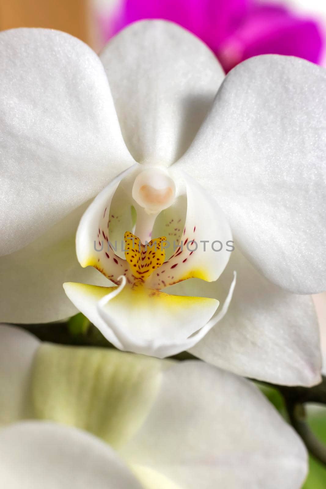 Beautiful blooming white orchid flowers close up. Vertical view