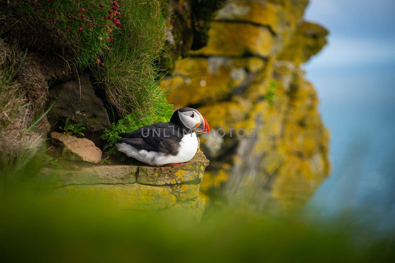 Wild Atlantic puffin seabird in the auk family. by biancoblue