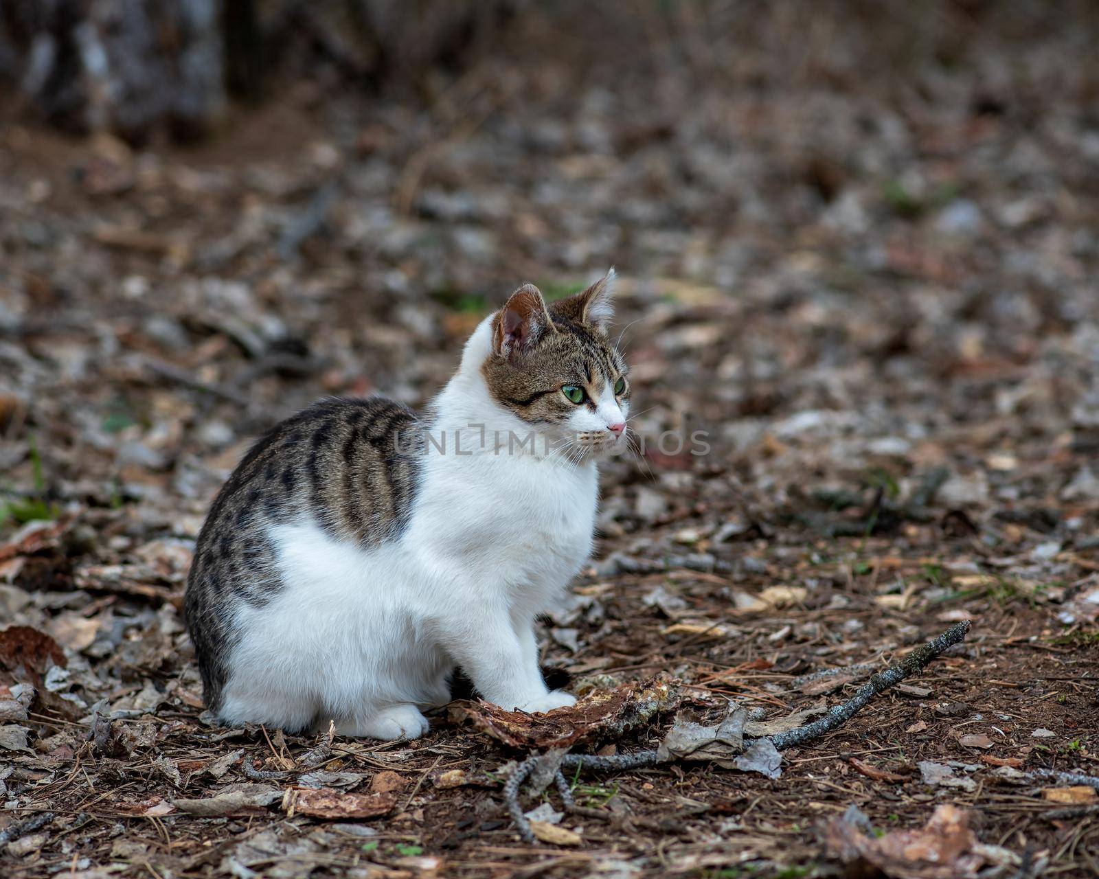 Three color yang female cat, female stray kitten